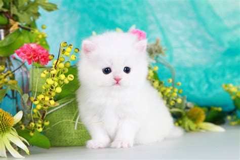 White Persian Kittens | White Persian Cats | White Kittens