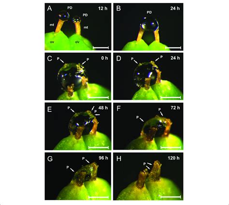 The Dynamics Of Pollination Drop Secretion In Ephedra Triandra Under