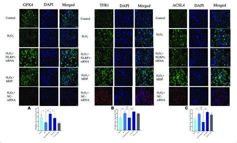 Ferroptosis Related Protein Expression In HTR 8 SVneo Cells As