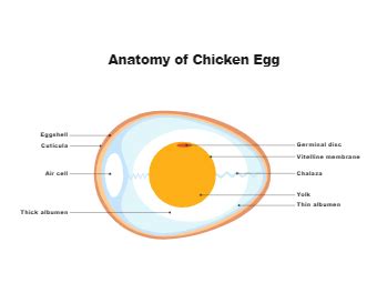 Biology Drawing Templates Edrawmax Free Editable