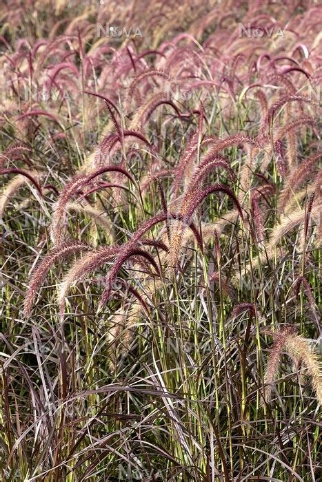 N Pennisetum Advena Rubrum