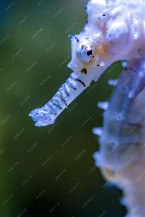 Premium Photo Lined Seahorse