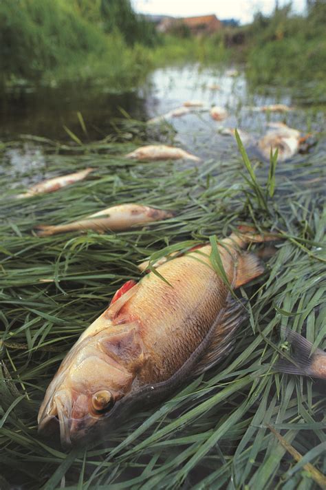 Effects Of Water Pollution On Aquatic Life