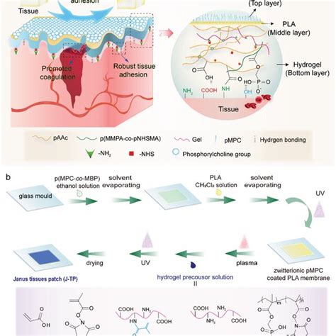 In Vivo Antifouling Performance A Schematic Illustration Of The Jtp