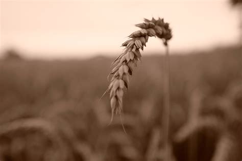 Campo Agricultura Quintal De Foto Gratuita No Pixabay Pixabay