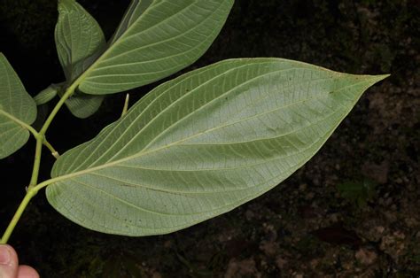 Piper Aduncum Piperaceae Image At Phytoimages Siu Edu