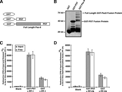 Protein Phosphatase Modulates The Function Of Pax A Transcription