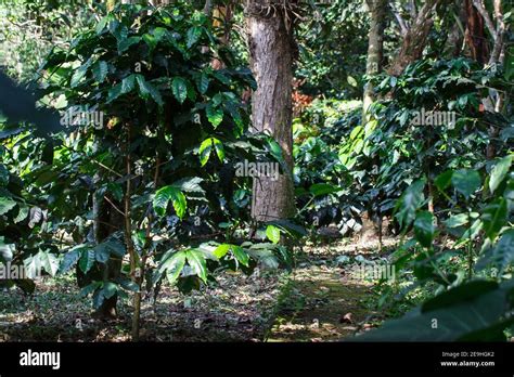 Arabian Coffee Tree Coffea Arabica Hi Res Stock Photography And Images