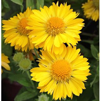 Gaillardia Mesa Yellow Gailardia Ro Liny Od Ogrodnika