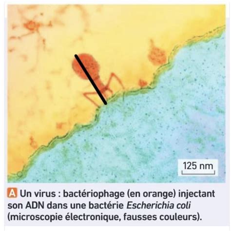 Quel Est La R Ponse Svp Calculer La Taille R Elle De Ce Virus En