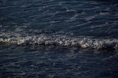 Images Gratuites mer côte eau océan horizon vague mammifère