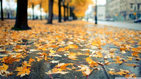 Fondos de pantalla otoño hojas urbano amarillo Bokeh árbol hoja