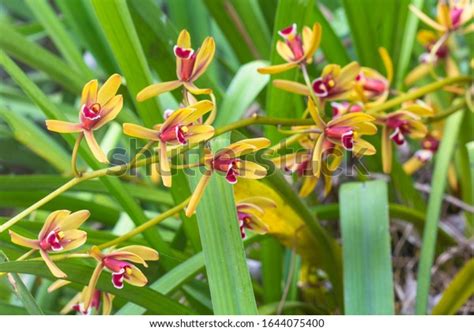 Cymbidium Finlaysonianum Flower Green Leaf Wild Stock Photo