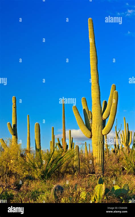 Arizona kaktus Fotos und Bildmaterial in hoher Auflösung Alamy