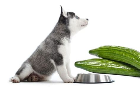 dogs eat cucumber feeding guide atractivopets