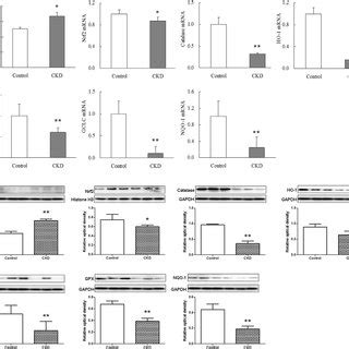 Anti Oxidative Stress Nrf And Nrf Target Gene And Protein Expression