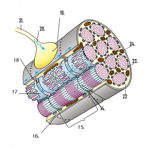 Muscle Diagrams Diagram Quizlet