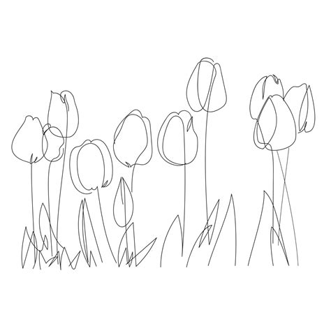 Line Design Silhouette Drawing Of Tulip Flowers Vector Illustration