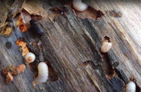 Escarabajos De Madera Heterobostrychus Aequalis Como Prevenir La Plaga