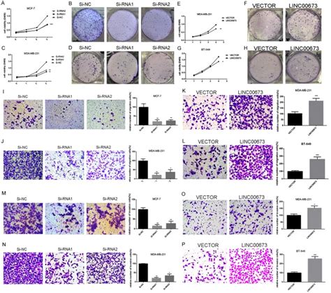 Long Non Coding RNA LINC00673 Promotes Breast Cancer Proliferation And