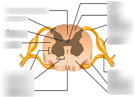 Cross Sectional Anatomy Of The Spinal Cord Diagram Quizlet