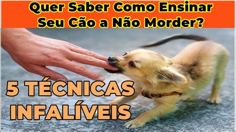 Cachorros I Quer Saber Como Ensinar Seu Cão a Não Morder YouTube