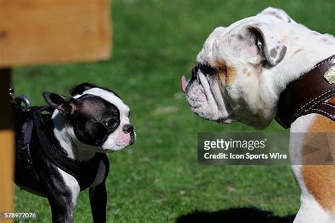 109 Wofford Mascot Stock Photos, High-Res Pictures, and Images - Getty Images