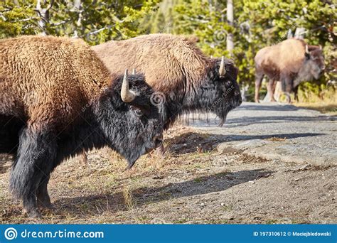 Herd of American Bison in Yellowstone National Park, Wyoming, USA Stock ...