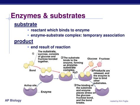 Ppt Chapter 6 Metabolism And Enzymes Powerpoint Presentation Id562848