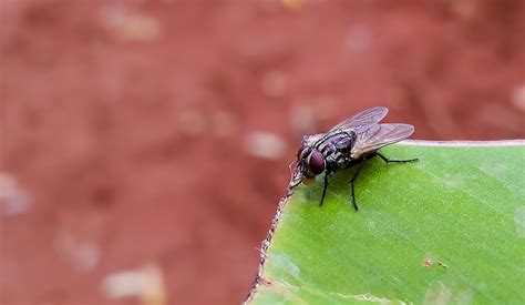 A Mosca no Ungüento do Perfumista Videira Igreja em Células