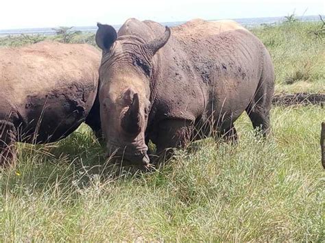 Tour Di Un Giorno Del Parco Nazionale Del Lago Nakuru Da Nairobi