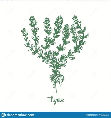 Thyme Green Twig Ink Black And White Doodle Drawing Stock Vector