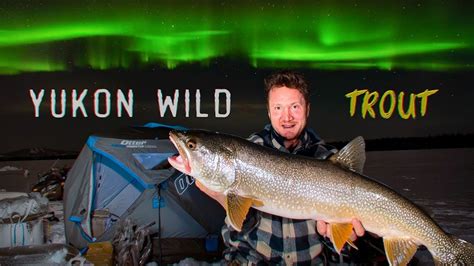 Northern Lights Out Trout Fishing For Monster Lake Trout In The