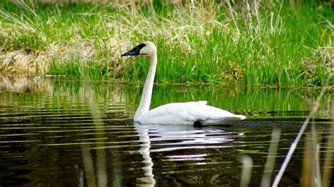 Trumpeter Swan | Gaining Life Experience