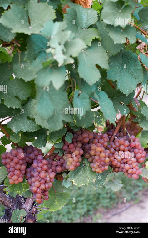 Wine grapes on the vine, ready for harvest Stock Photo - Alamy