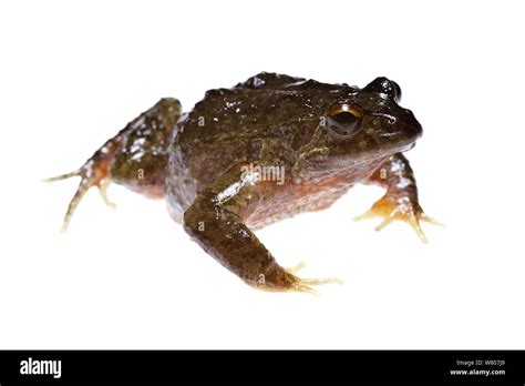 Quacking Frog Hi Res Stock Photography And Images Alamy