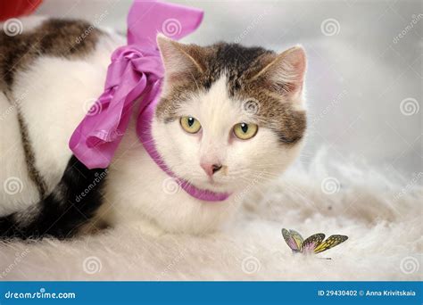 Cat Wearing A Bow Stock Photo Image Of Fluffy Beautiful