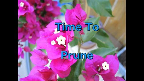 Pruning Bougainvillea