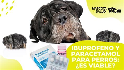 Paracetamol Para Perros Todo Lo Que Necesitas Saber Grupoalgalia Es