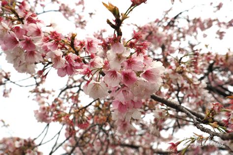 【川口】密蔵院の早咲き安行桜で一足早い春を満喫！（埼玉） 時々、旅に出る