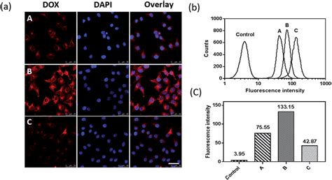 A Clsm And B And C Fcm Of Scc Cells After Treatment With