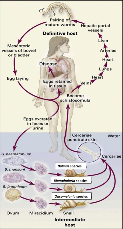 The Chronic Enteropathogenic Disease Schistosomiasis International Journal Of Infectious Diseases