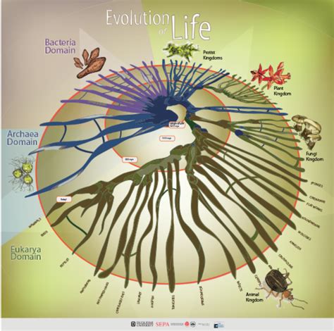 Dna And Phylogenetic Tree Activity Guide Science Education