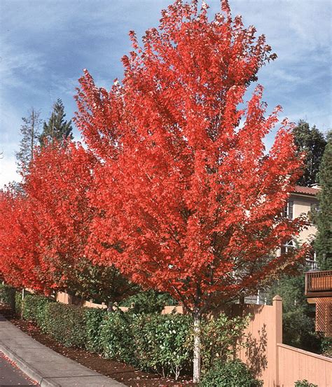 The Best Shade Trees For Your Yard Trees And Shrubs Trees To Plant