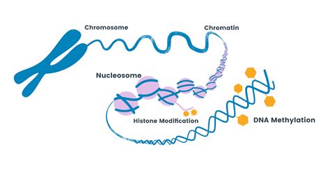 Biolog A Molecular Alteraciones En La Epigen Tica