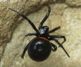 Steatoda paykulliana - Spider Identification & Pictures