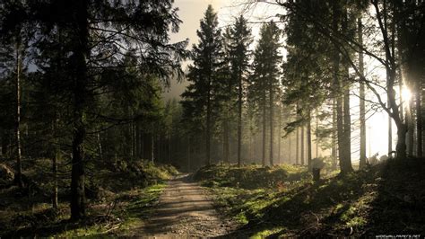 Wallpaper Sunlight Trees Nature Morning Mist Wilderness Jungle