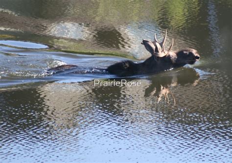 "Swimming Moose" by PrairieRose | Redbubble