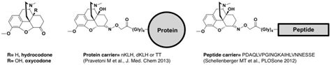 Oxycodone And Hydrocodone Free Drugs And Representation Of Hapten