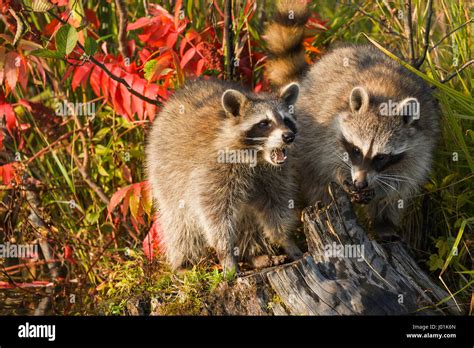 Feeding Raccoons Hi Res Stock Photography And Images Alamy